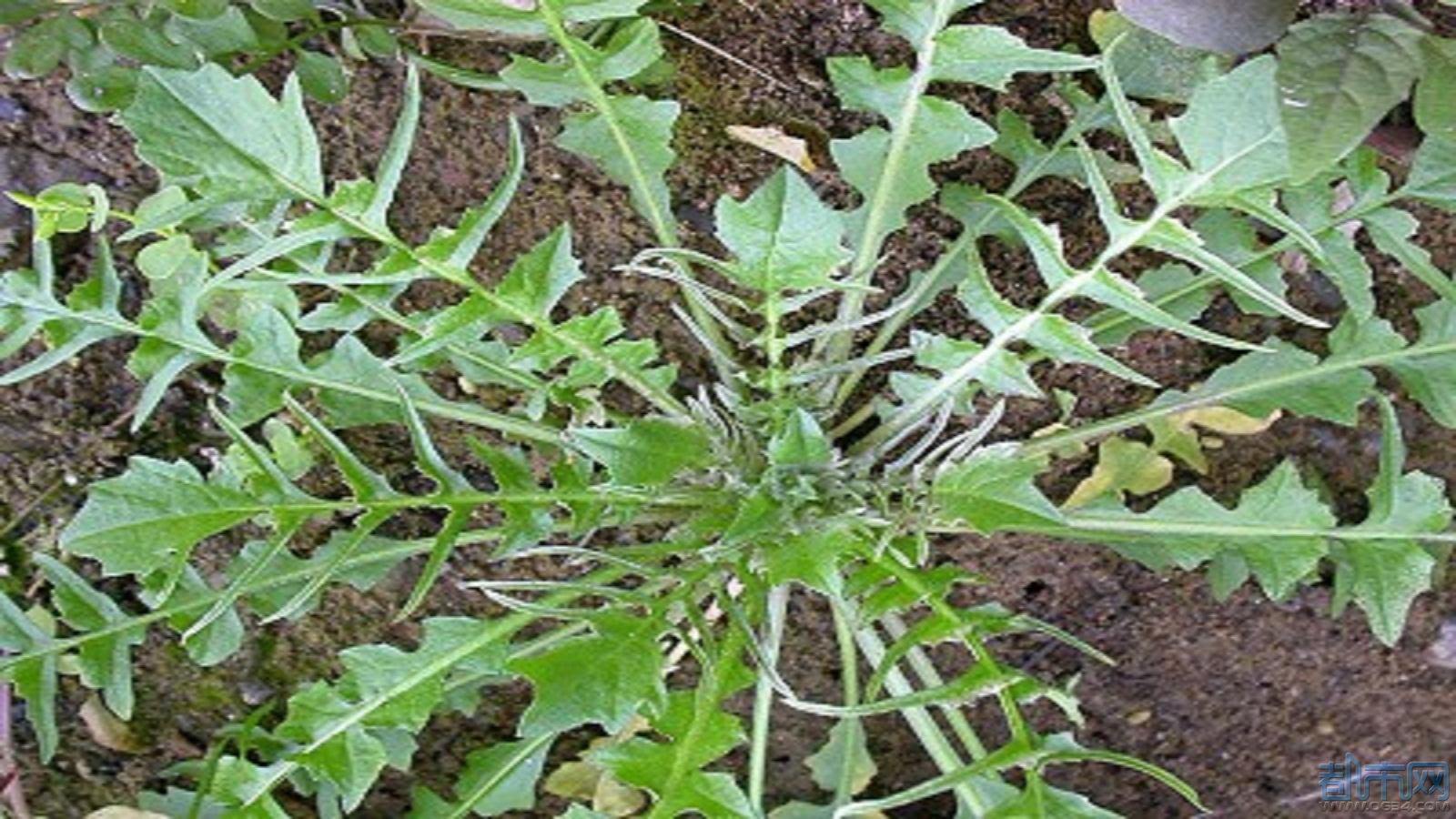 春分野菜图片